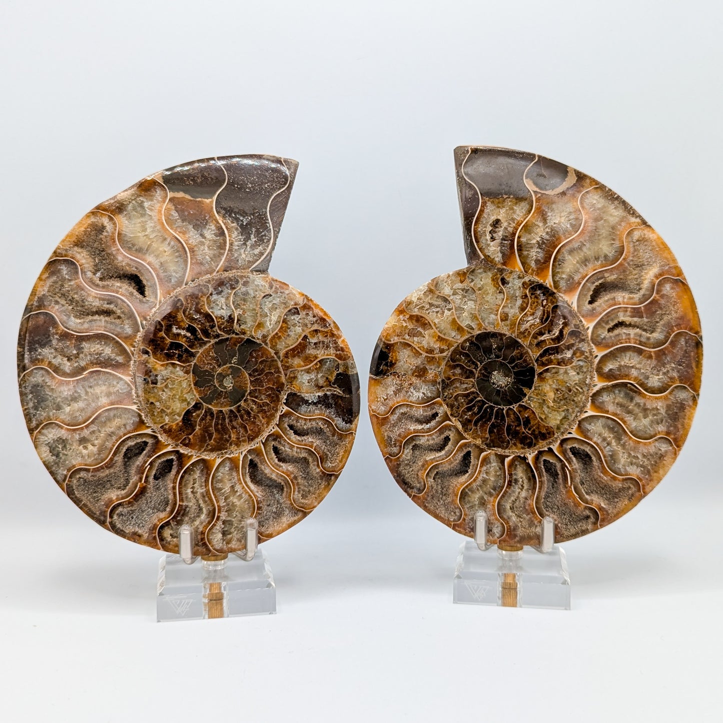 Ammonite Fossil Pair B