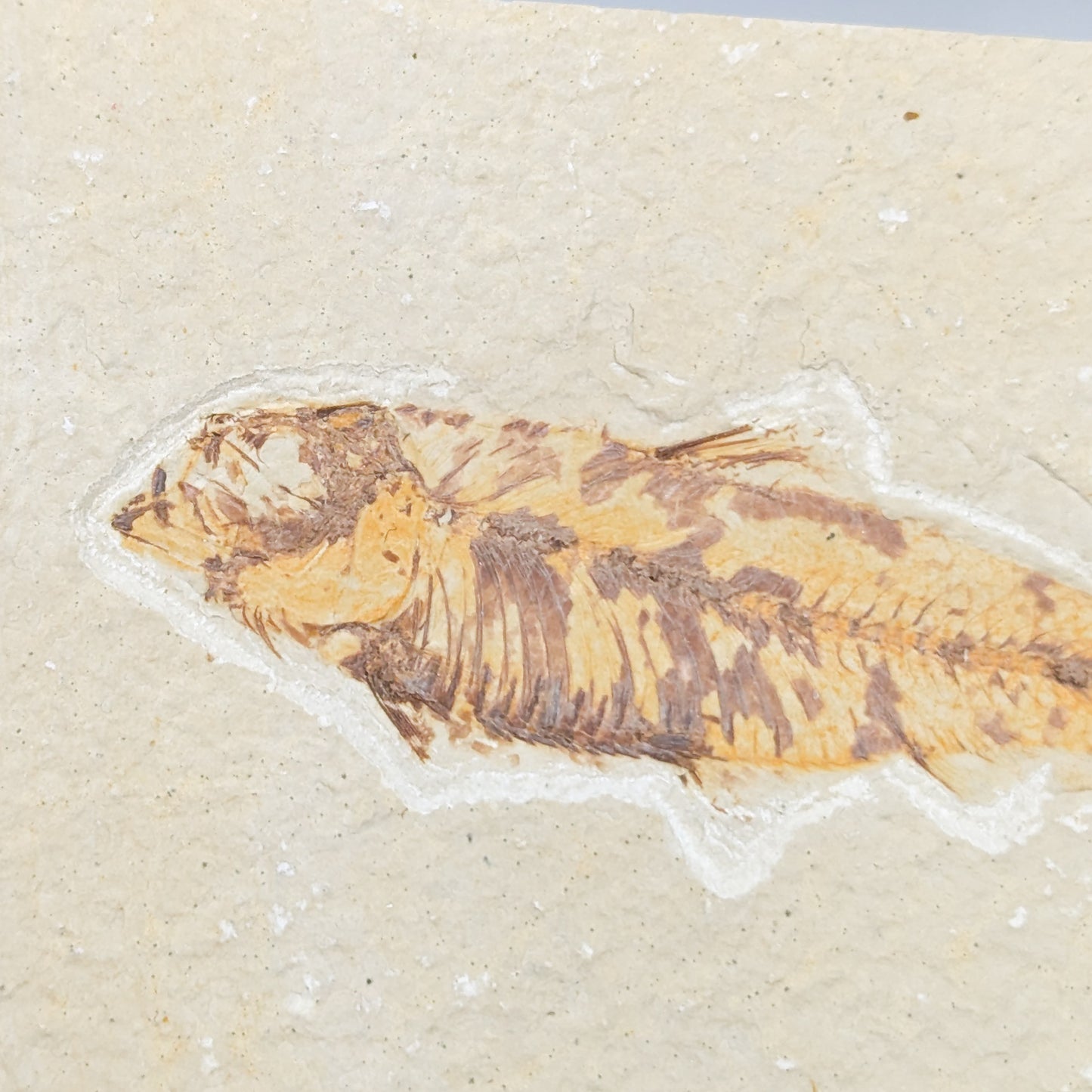 Knightia Fish Fossil A