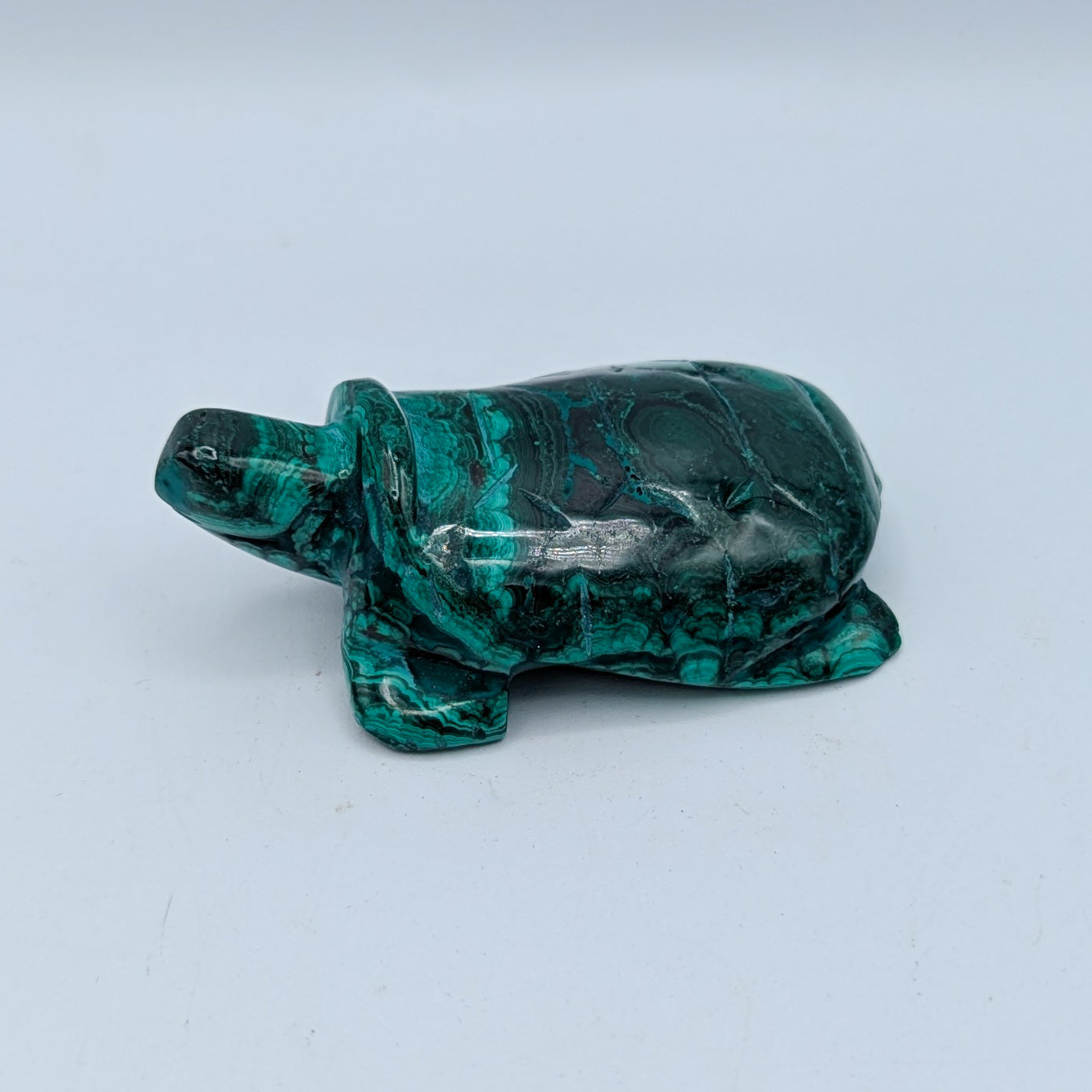 Malachite Turtle A