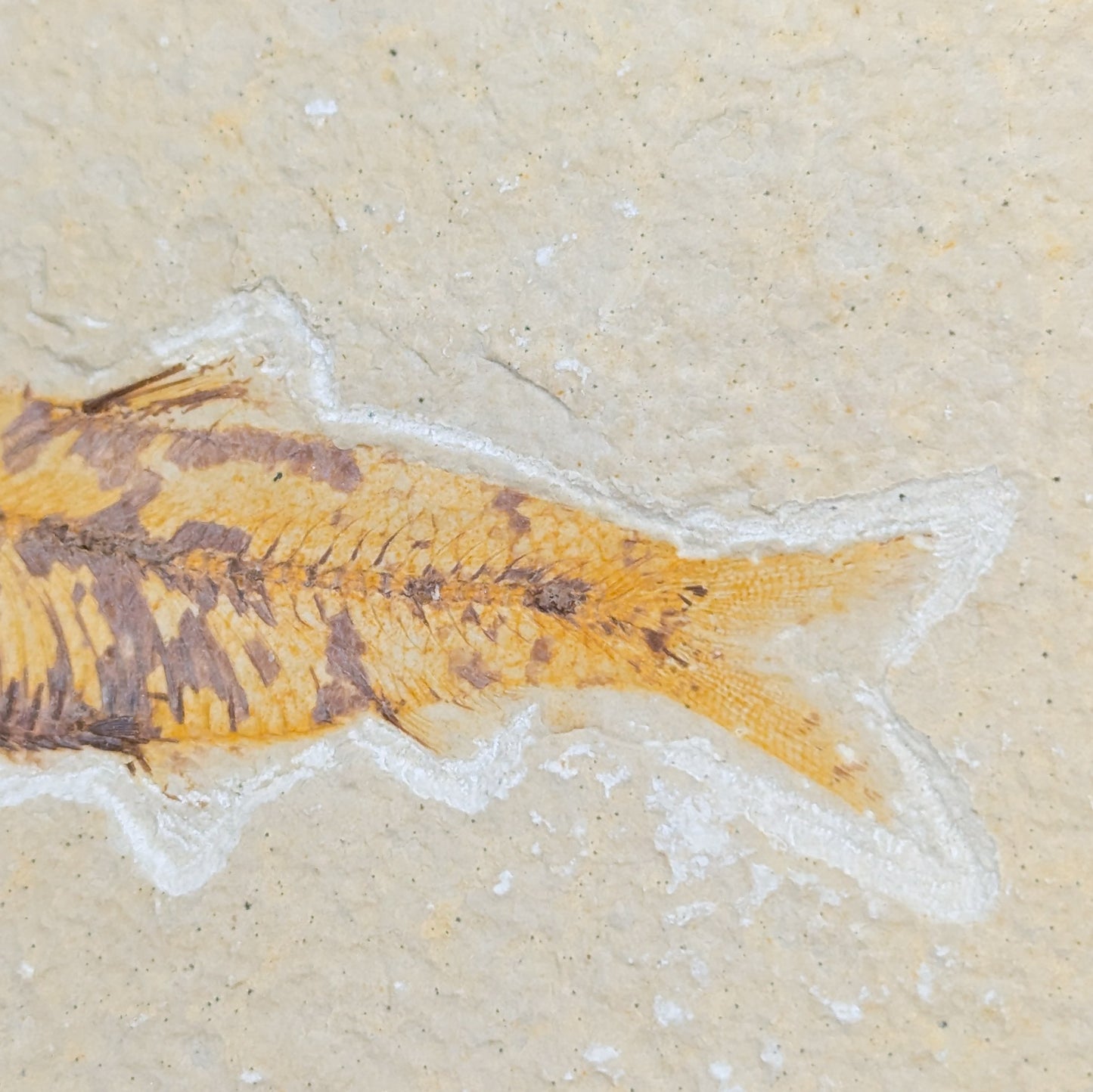 Knightia Fish Fossil A