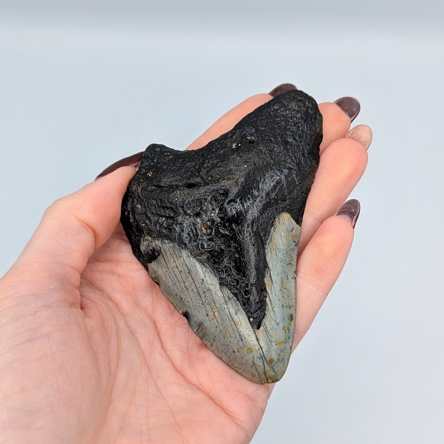 Megalodon Tooth Fossil F