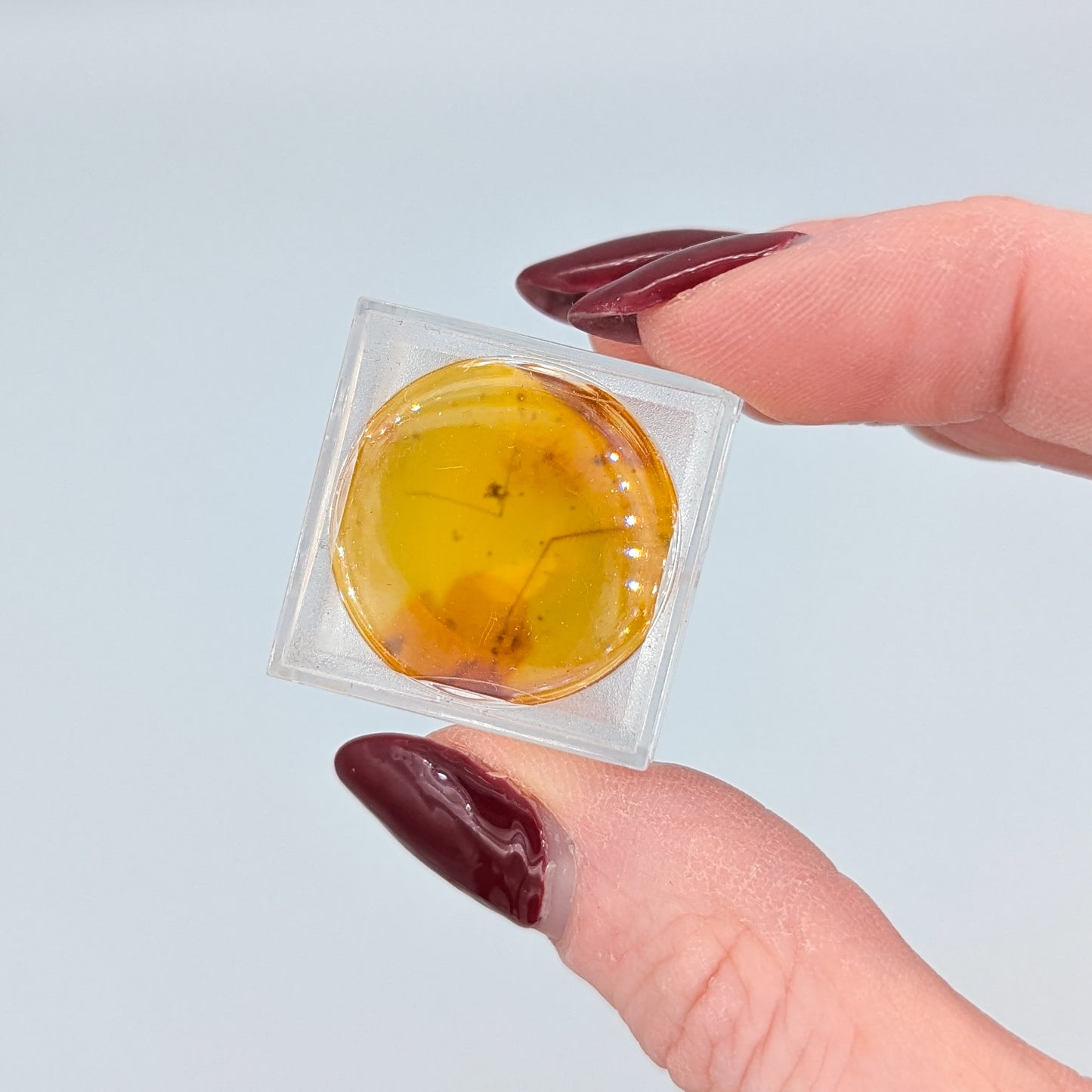 Amber with Insect Inclusions (Intuitively Selected)