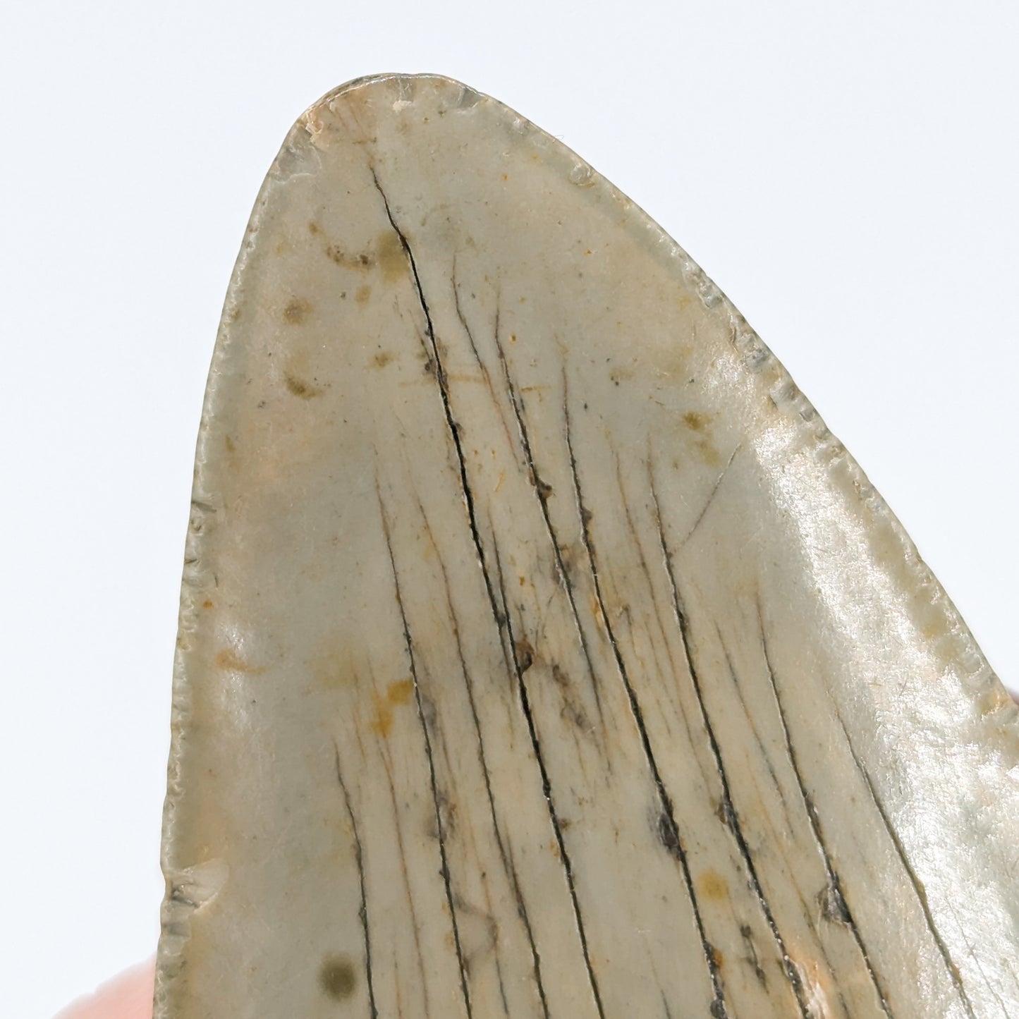 Megalodon Tooth Fossil G