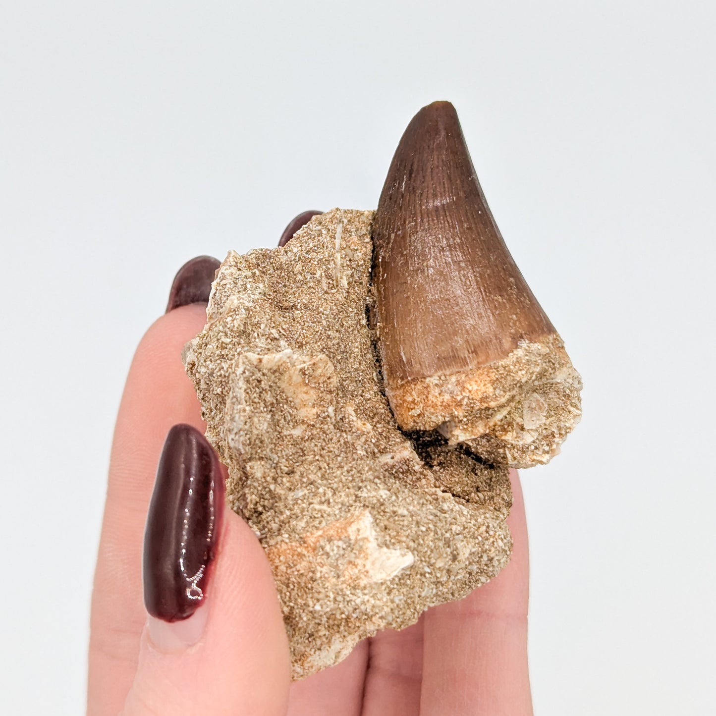 Mosasaur Tooth in Matrix C