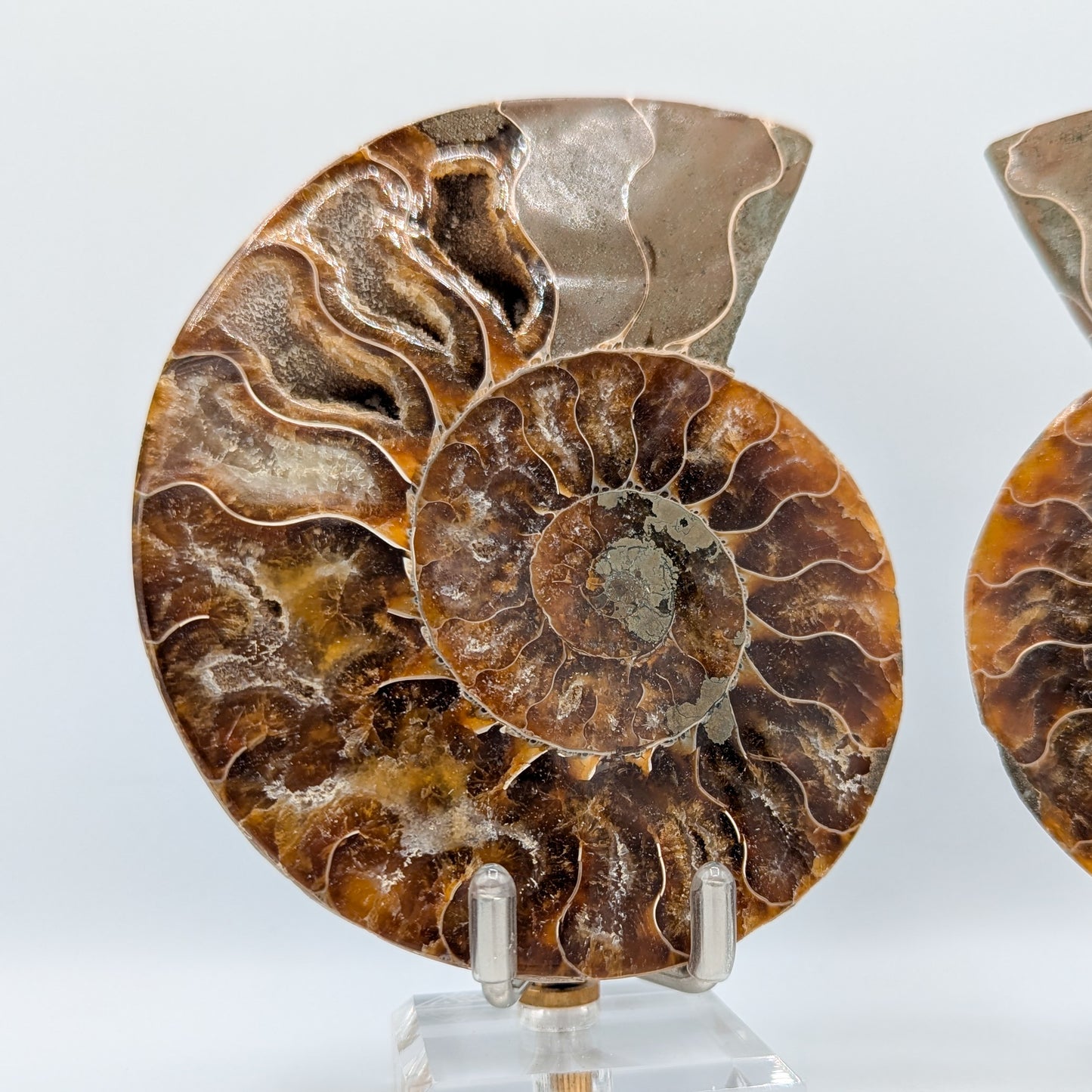 Ammonite Fossil Pair C